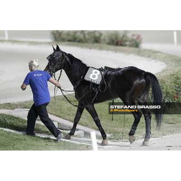 Pitango Jet returns home after winning the race Milano - San Siro trot racecourse, 30th june 2012 ph.Stefano Grasso