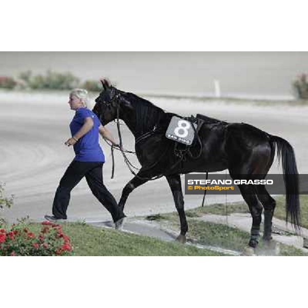 Pitango Jet returns home after winning the race Milano - San Siro trot racecourse, 30th june 2012 ph.Stefano Grasso