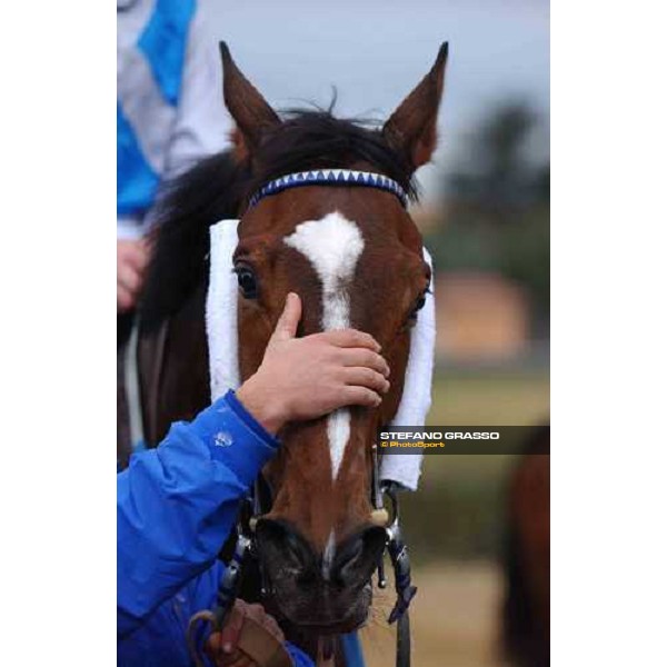 close up for Blu Santillana winner of 55.a Gran Corsa Siepi di Roma Rome Capannelle, 20th february 2005 ph. Stefano Grasso