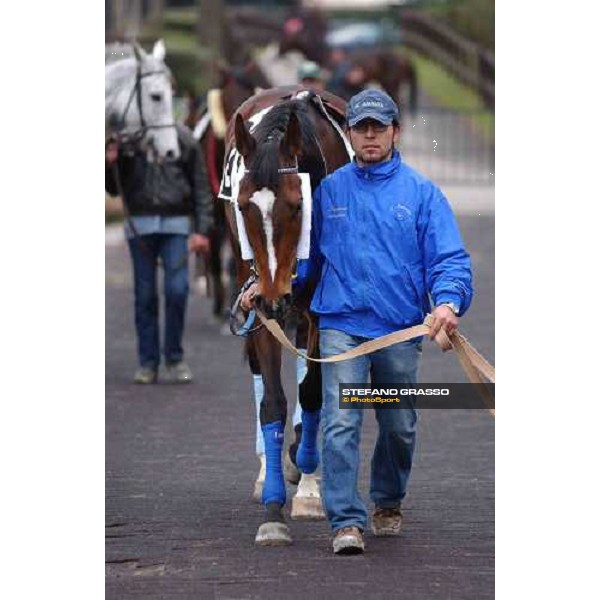 Blu Santillana parading before the start of 55.a Gran Corsa Siepi di Roma Rome Capannelle, 20th february 2005 ph. Stefano Grasso