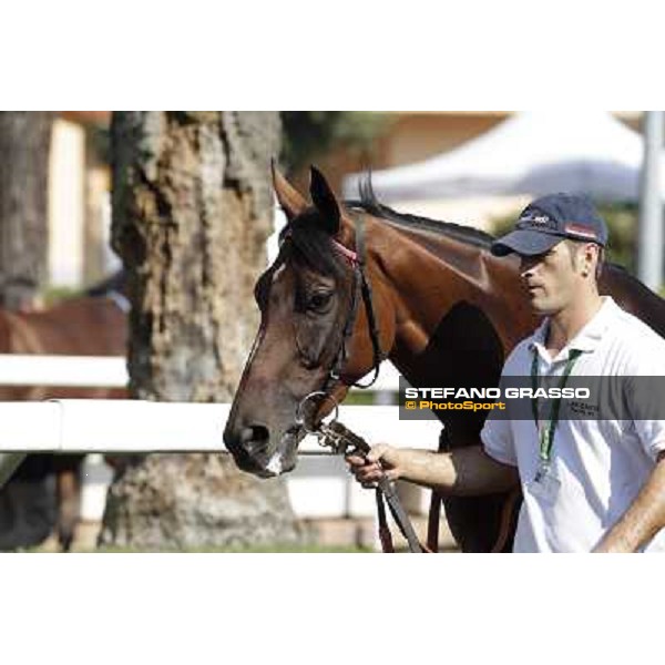 Quiza Quiza Quiza Roma, Capannelle racecourse, 9th sept. 2012 ph.Stefano Grasso