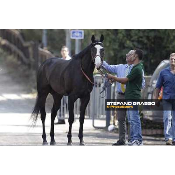 Vedelago Roma, Capannelle racecourse, 9th sept. 2012 ph.Stefano Grasso