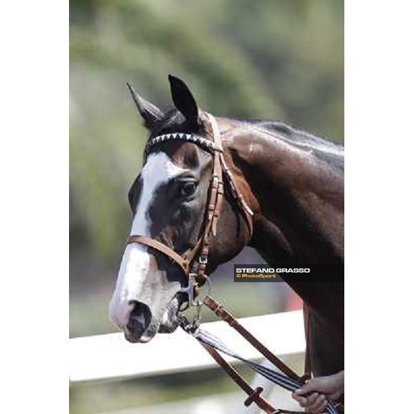 Vedelago Roma, Capannelle racecourse, 9th sept. 2012 ph.Stefano Grasso