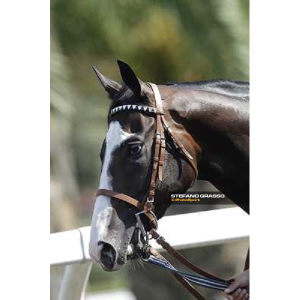 Vedelago Roma, Capannelle racecourse, 9th sept. 2012 ph.Stefano Grasso