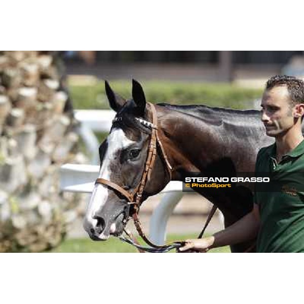 Vedelago Roma, Capannelle racecourse, 9th sept. 2012 ph.Stefano Grasso