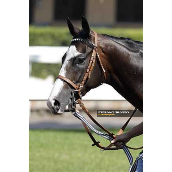 Vedelago Roma, Capannelle racecourse, 9th sept. 2012 ph.Stefano Grasso