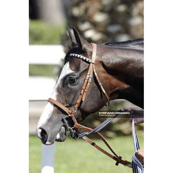 Vedelago Roma, Capannelle racecourse, 9th sept. 2012 ph.Stefano Grasso