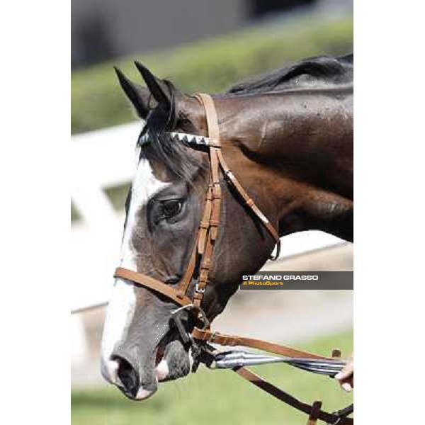 Vedelago Roma, Capannelle racecourse, 9th sept. 2012 ph.Stefano Grasso