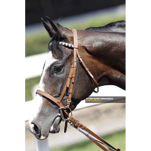 Vedelago Roma, Capannelle racecourse, 9th sept. 2012 ph.Stefano Grasso