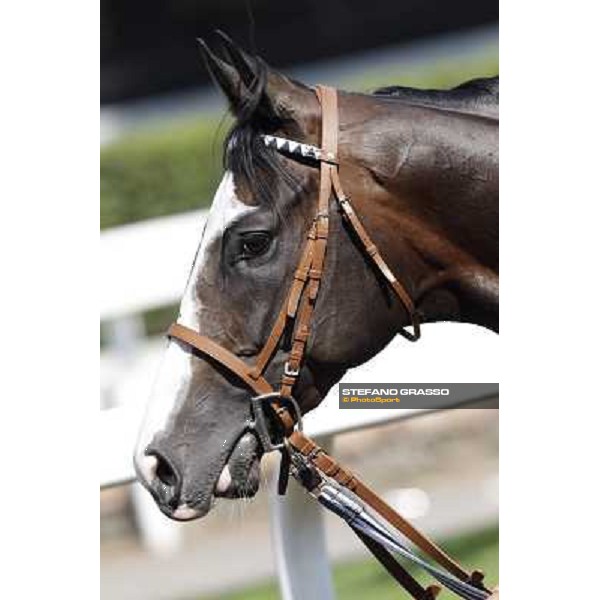 Vedelago Roma, Capannelle racecourse, 9th sept. 2012 ph.Stefano Grasso