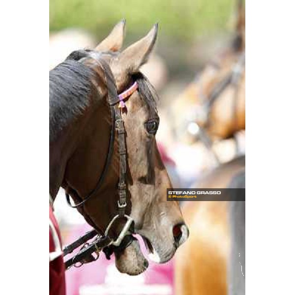 Paris - Longchamp racecourse - Quiza Quiza Quiza before the Prix de l\'Opera Longines Paris, 7th oct.2012 ph.Stefano Grasso