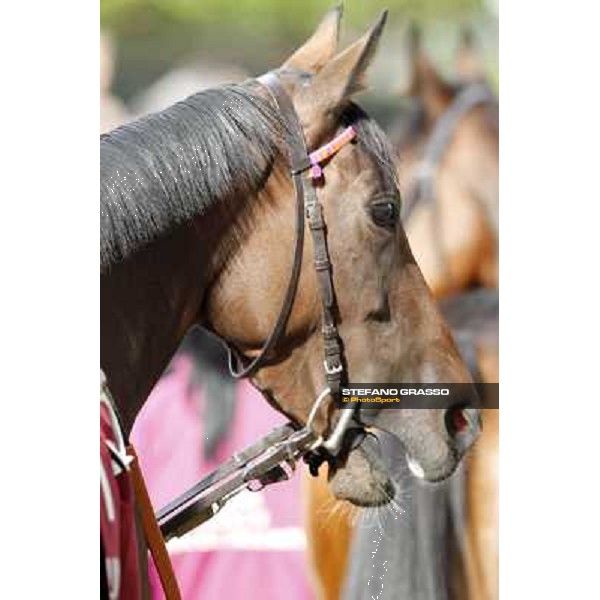 Paris - Longchamp racecourse - Quiza Quiza Quiza before the Prix de l\'Opera Longines Paris, 7th oct.2012 ph.Stefano Grasso