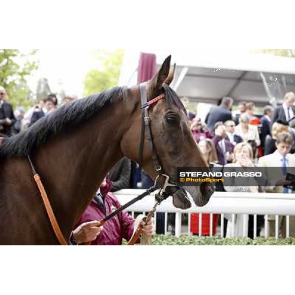 Paris - Longchamp racecourse Quiza Quiza Quiza parades before the Prix de l\'Opera Paris, 7th oct.2012 ph.Stefano Grasso