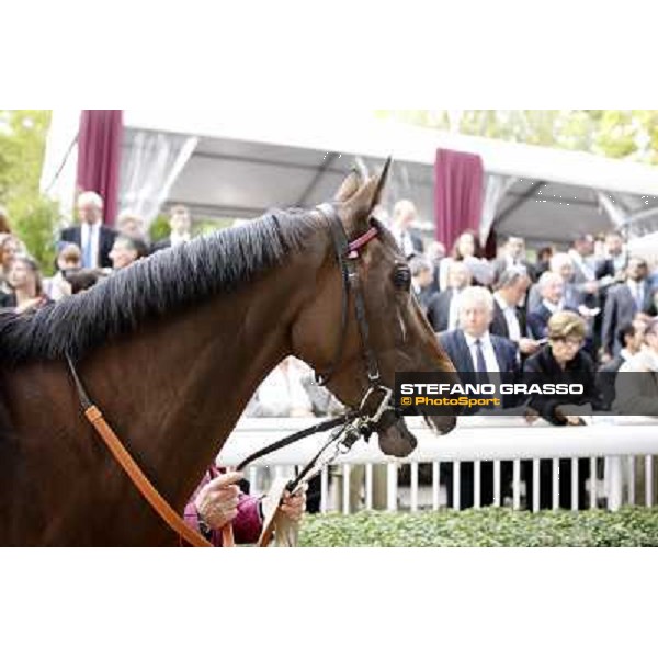 Paris - Longchamp racecourse Quiza Quiza Quiza parades before the Prix de l\'Opera Paris, 7th oct.2012 ph.Stefano Grasso