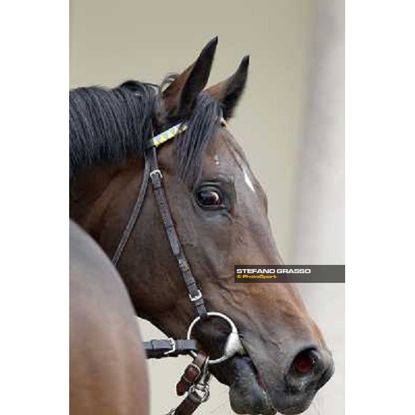 Fangir Milano - San Siro racecourse, 13th oct.2012 ph.Stefano Grasso