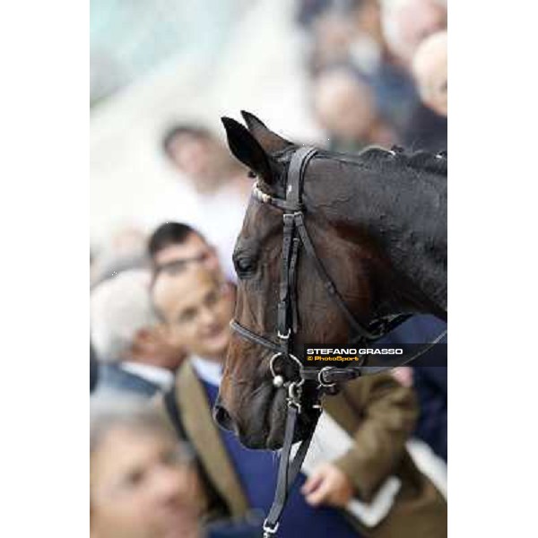A portrait for Cartaya after winning the Premio Verziere Milano - San Siro racecourse, 13th oct.2012 ph.Stefano Grasso