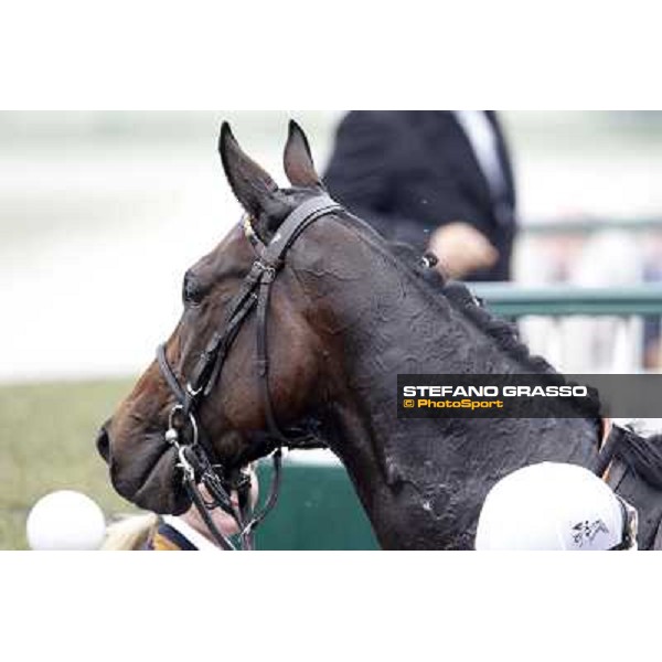A portrait for Cartaya after winning the Premio Verziere Milano - San Siro racecourse, 13th oct.2012 ph.Stefano Grasso