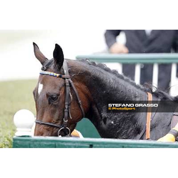 A portrait for Cartaya after winning the Premio Verziere Milano - San Siro racecourse, 13th oct.2012 ph.Stefano Grasso