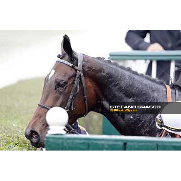 A portrait for Cartaya after winning the Premio Verziere Milano - San Siro racecourse, 13th oct.2012 ph.Stefano Grasso