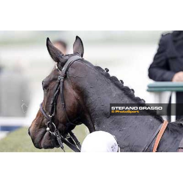 A portrait for Cartaya after winning the Premio Verziere Milano - San Siro racecourse, 13th oct.2012 ph.Stefano Grasso