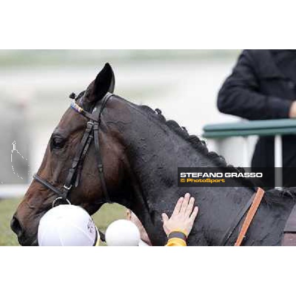 A portrait for Cartaya after winning the Premio Verziere Milano - San Siro racecourse, 13th oct.2012 ph.Stefano Grasso