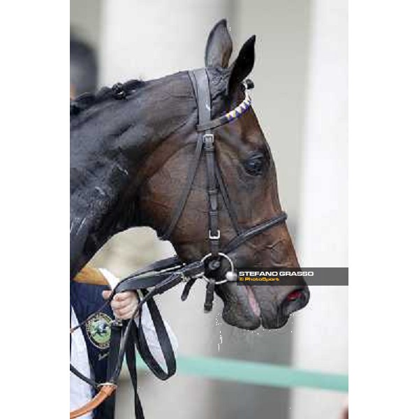 A portrait for Cartaya after winning the Premio Verziere Milano - San Siro racecourse, 13th oct.2012 ph.Stefano Grasso