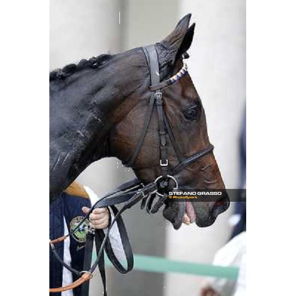 A portrait for Cartaya after winning the Premio Verziere Milano - San Siro racecourse, 13th oct.2012 ph.Stefano Grasso