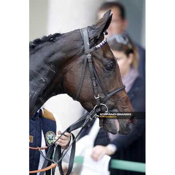 A portrait for Cartaya after winning the Premio Verziere Milano - San Siro racecourse, 13th oct.2012 ph.Stefano Grasso