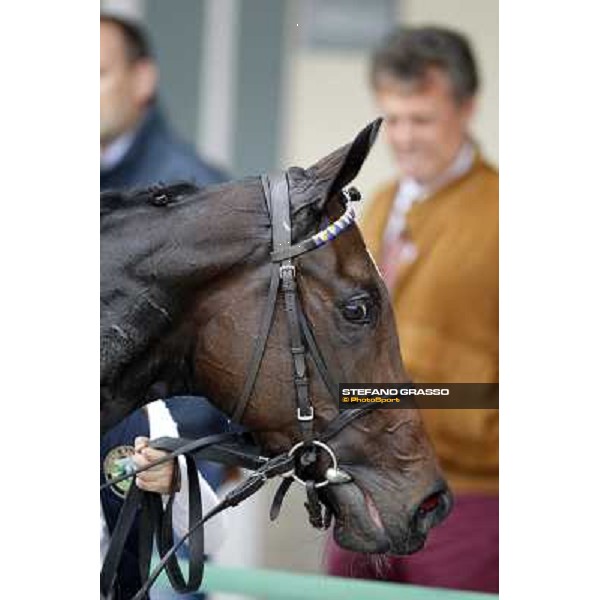 A portrait for Cartaya after winning the Premio Verziere Milano - San Siro racecourse, 13th oct.2012 ph.Stefano Grasso