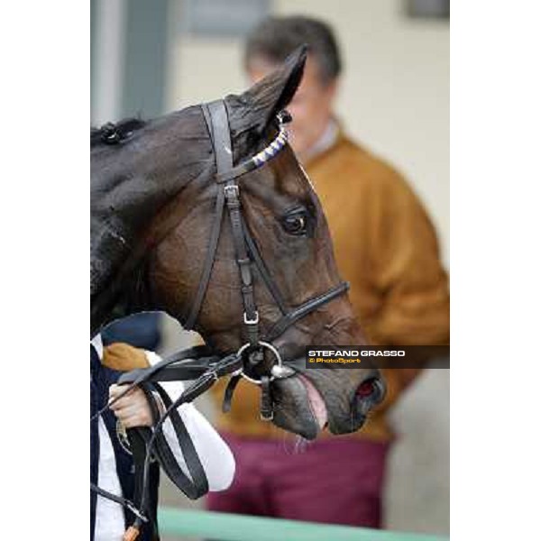 A portrait for Cartaya after winning the Premio Verziere Milano - San Siro racecourse, 13th oct.2012 ph.Stefano Grasso