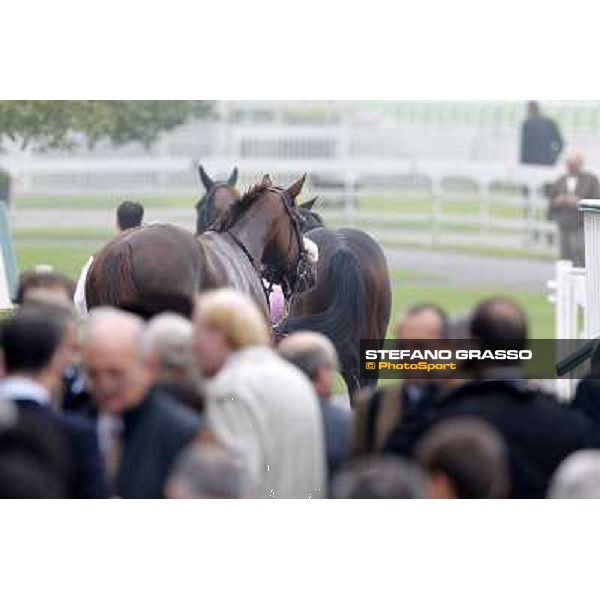 Horses away please ! Milano - San Siro racecourse, 13th oct.2012 ph.Stefano Grasso