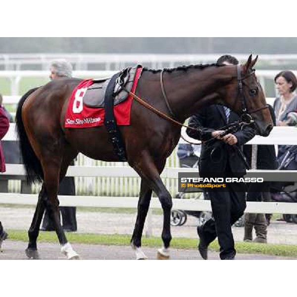 Pearl Flute parades before the Gran Criterium Milano - San Siro racecourse, 13th oct.2012 ph.Stefano Grasso