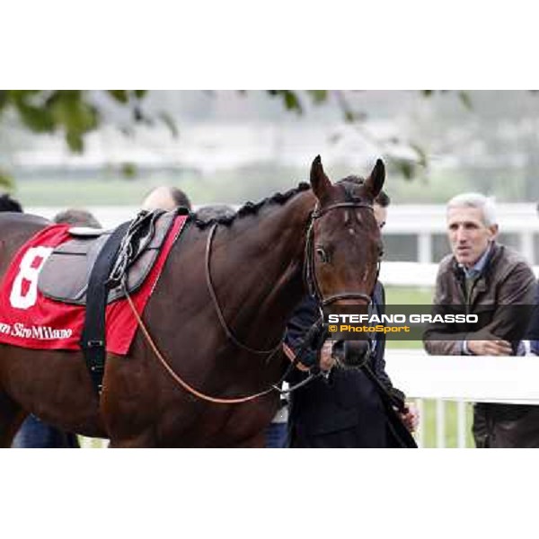 Pearl Flute parades before the Gran Criterium Milano - San Siro racecourse, 13th oct.2012 ph.Stefano Grasso