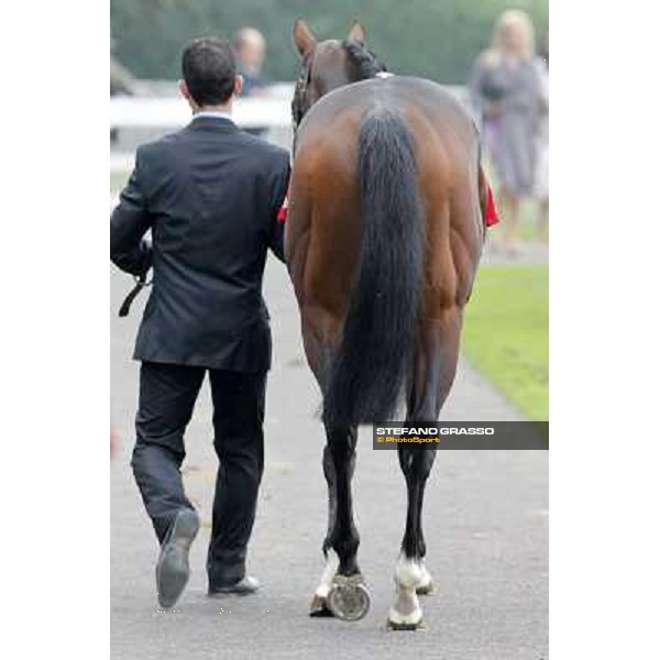 Pearl Flute parades before the Gran Criterium Milano - San Siro racecourse, 13th oct.2012 ph.Stefano Grasso