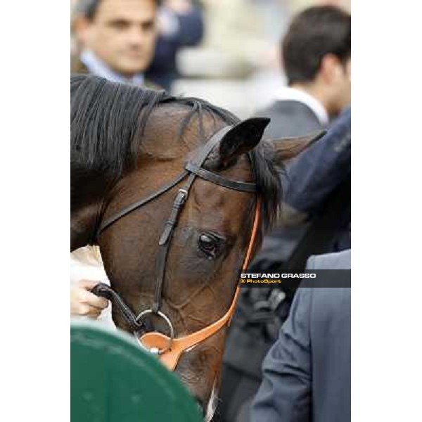 a close up for Law Enforcement after winning the Premio Gran Criterium - Milano - San Siro racecourse, 13th oct.2012 ph.Stefano Grasso