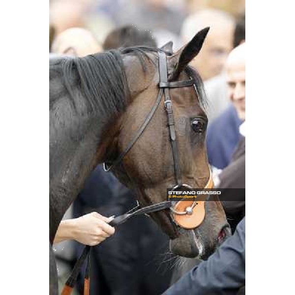 a close up for Law Enforcement after winning the Premio Gran Criterium - Milano - San Siro racecourse, 13th oct.2012 ph.Stefano Grasso