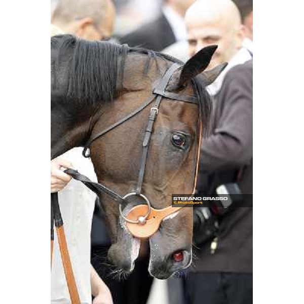 a close up for Law Enforcement after winning the Premio Gran Criterium - Milano - San Siro racecourse, 13th oct.2012 ph.Stefano Grasso