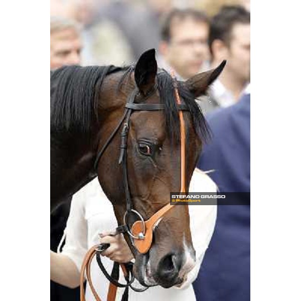 a close up for Law Enforcement after winning the Premio Gran Criterium - Milano - San Siro racecourse, 13th oct.2012 ph.Stefano Grasso