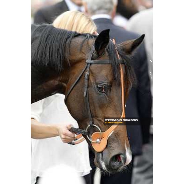 a close up for Law Enforcement after winning the Premio Gran Criterium - Milano - San Siro racecourse, 13th oct.2012 ph.Stefano Grasso