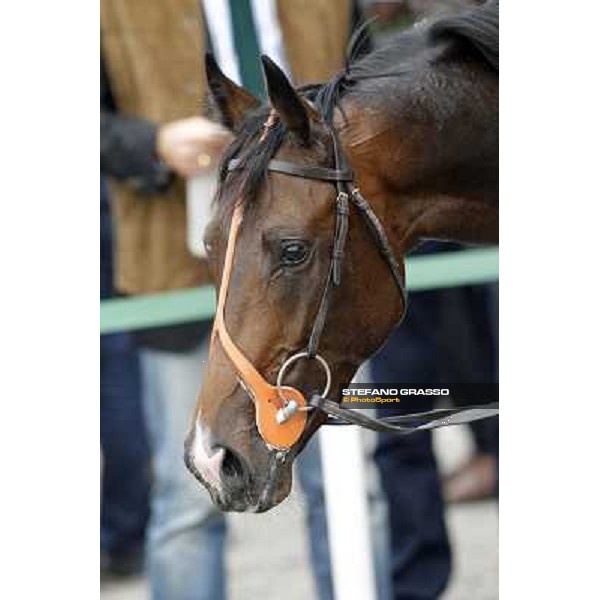 a close up for Law Enforcement after winning the Premio Gran Criterium - Milano - San Siro racecourse, 13th oct.2012 ph.Stefano Grasso