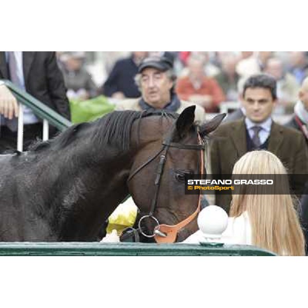 Law Enforcement parades after winning the Gran Criterium Milano - San Siro racecourse, 13th oct.2012 ph.Stefano Grasso