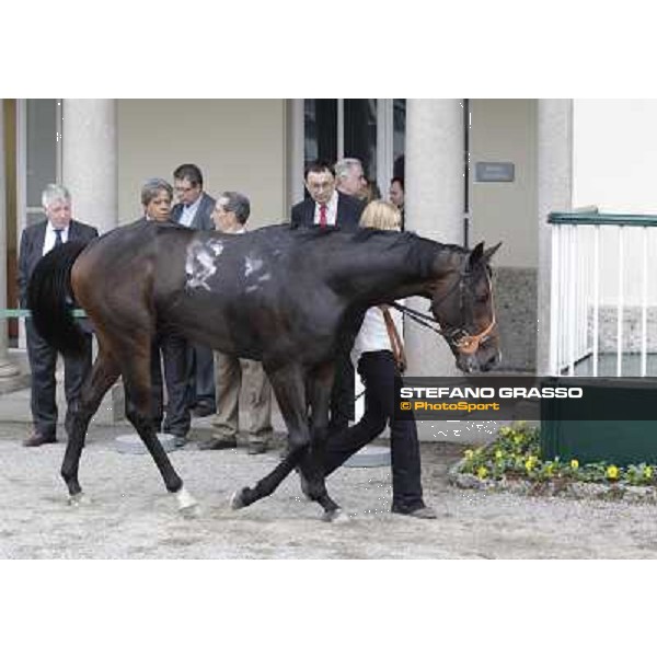 Law Enforcement parades after winning the Gran Criterium Milano - San Siro racecourse, 13th oct.2012 ph.Stefano Grasso
