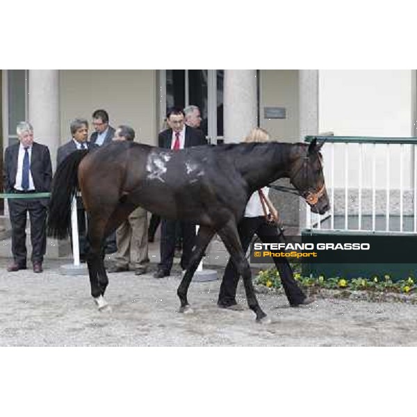 Law Enforcement parades after winning the Gran Criterium Milano - San Siro racecourse, 13th oct.2012 ph.Stefano Grasso
