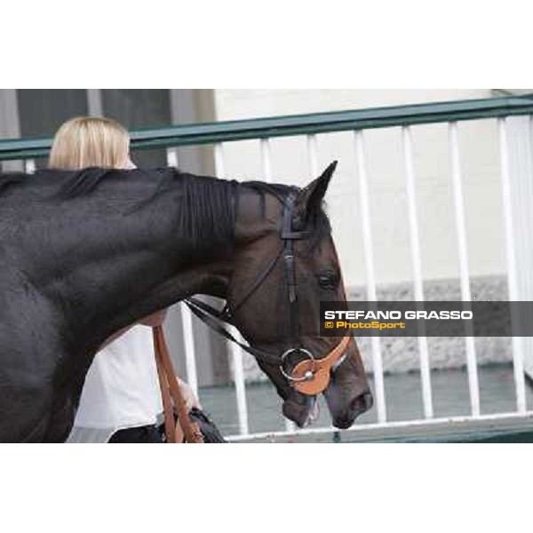 Law Enforcement parades after winning the Gran Criterium Milano - San Siro racecourse, 13th oct.2012 ph.Stefano Grasso