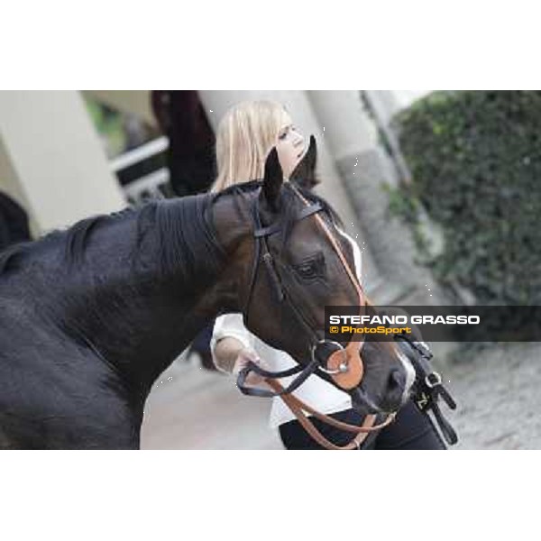Law Enforcement parades after winning the Gran Criterium Milano - San Siro racecourse, 13th oct.2012 ph.Stefano Grasso