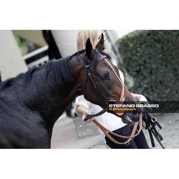 Law Enforcement parades after winning the Gran Criterium Milano - San Siro racecourse, 13th oct.2012 ph.Stefano Grasso