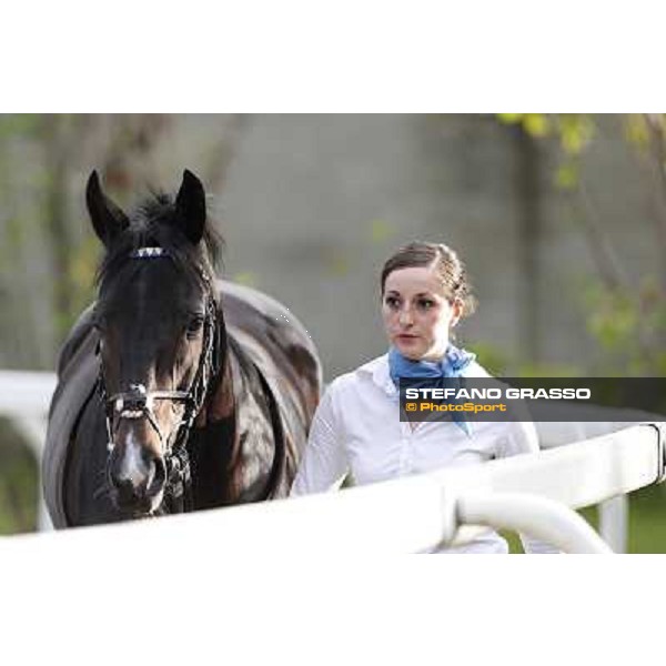 Novellist parades before winning the Gran Premio del Jockey Club Milan - San Siro racecourse, 21st oct.2012 ph.Stefano Grasso