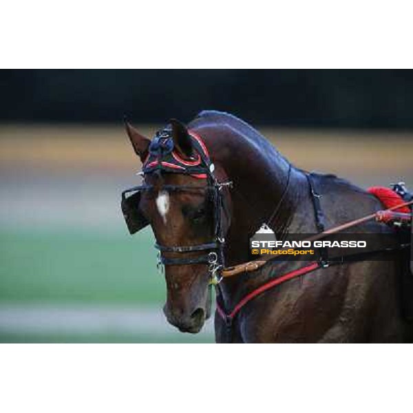 Tommaso di Lorenzo and Looney Tunes wint the Gran Premio Freccia d\'Europa Rome-Tordivalle racecourse,27th oct.2012 ph.Stefano Grasso