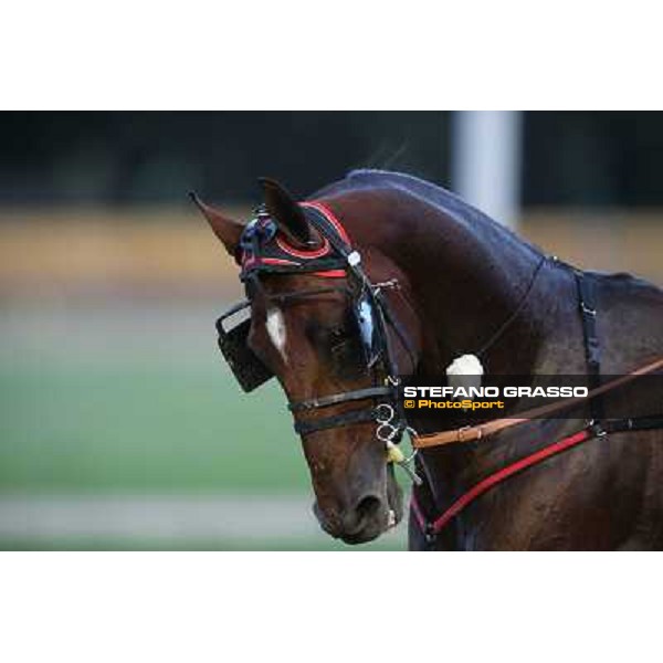 Tommaso di Lorenzo and Looney Tunes wint the Gran Premio Freccia d\'Europa Rome-Tordivalle racecourse,27th oct.2012 ph.Stefano Grasso