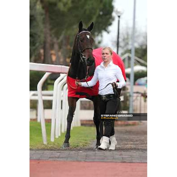 Cartaya parades before the Premio Longines Lydia Tesio Roma - Capannelle racecourse,28th oct.2012 ph.Stefano Grasso